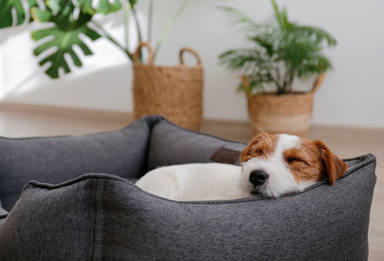 Hundebetten